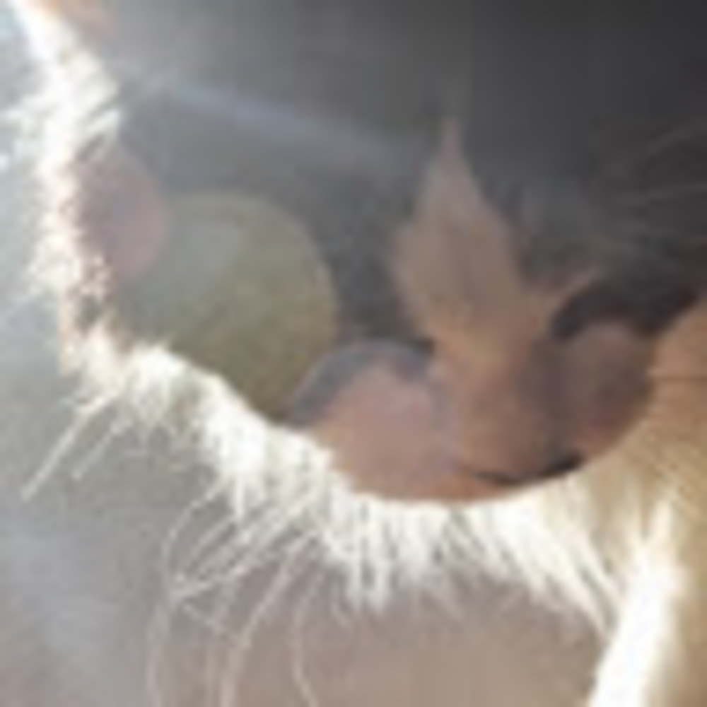 Meet your Posher, Morgan